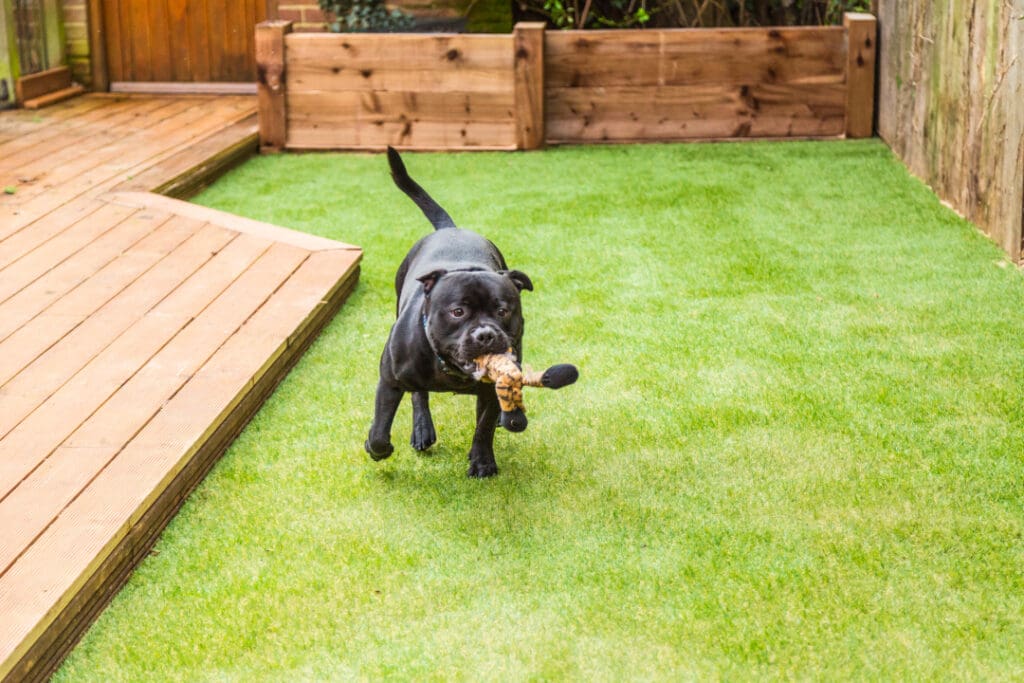 Pet Turf