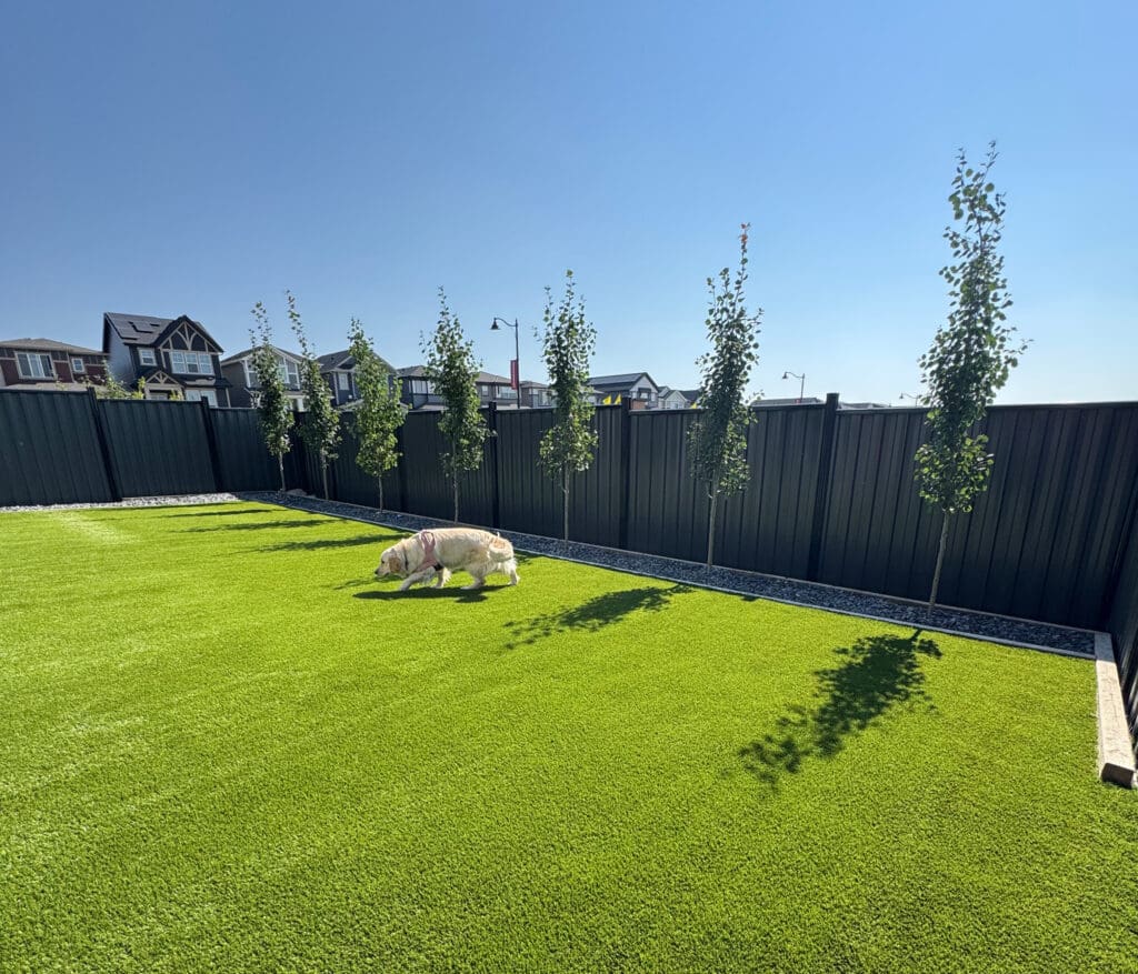 The dog is examining the new grass