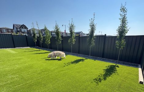 The dog is examining the new grass